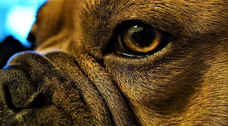 how big do french bulldogs get - eye, desktop backgrounds, iris