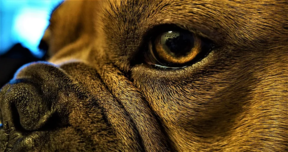 what does a french bulldog look like - eye, desktop backgrounds, iris