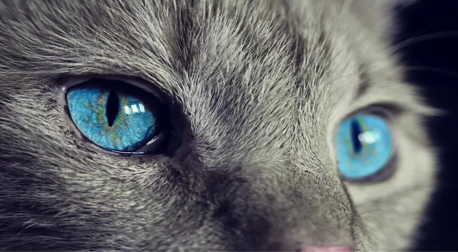 how smart are french bulldogs - cat, cat's eyes, blue eyes