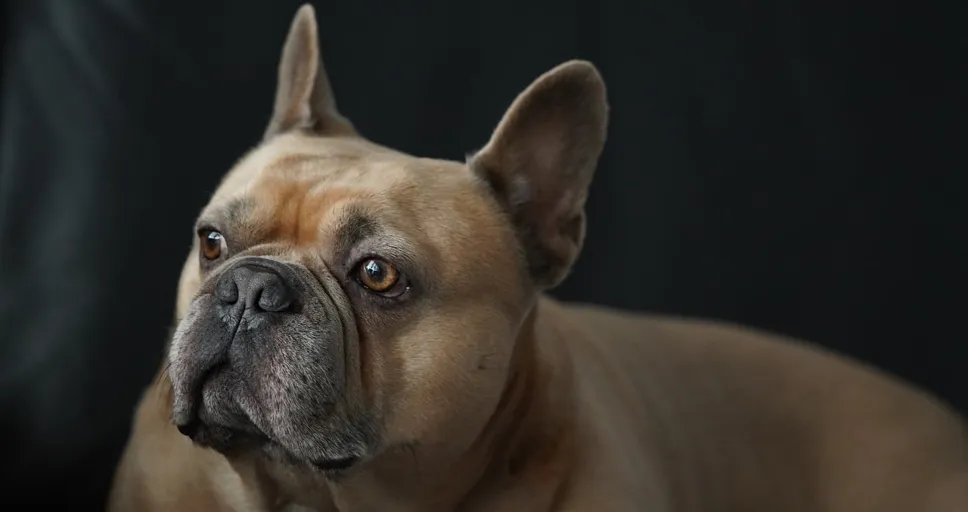 do french bulldogs have breathing problems - french bulldog, 4k wallpaper, dog