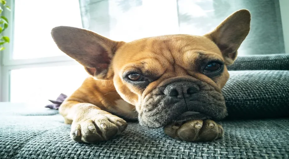 do french bulldogs have health issues - dog, pet, domestic