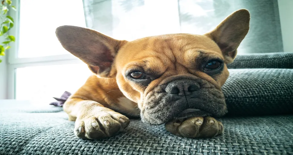 how long does a french bulldog live - dog, pet, domestic