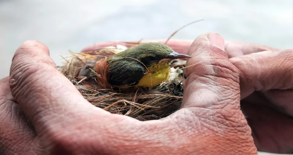 is there a french bulldog rescue - bird, flycatcher, ornithology