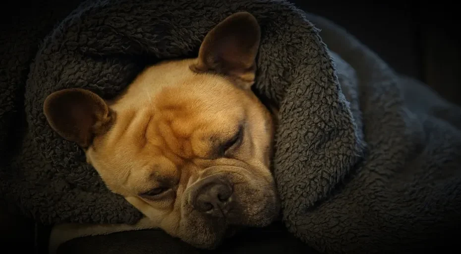 does a french bulldog shed - french bulldog, 4k wallpaper 1920x1080, sleep