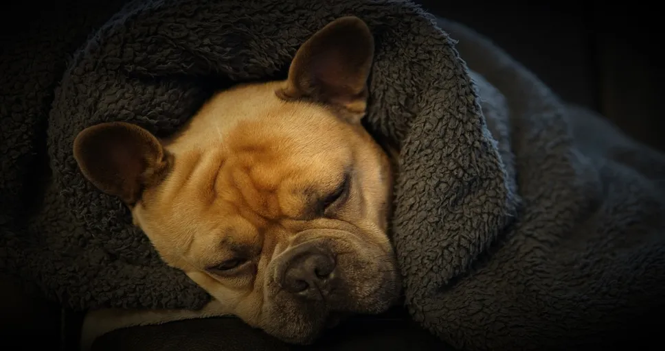 does a french bulldog shed - french bulldog, 4k wallpaper 1920x1080, sleep