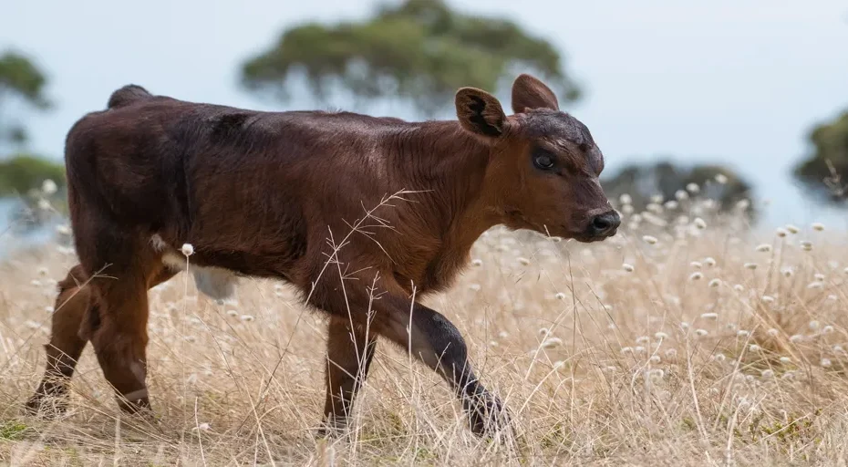 how are french bulldogs made - calf, cow, animal