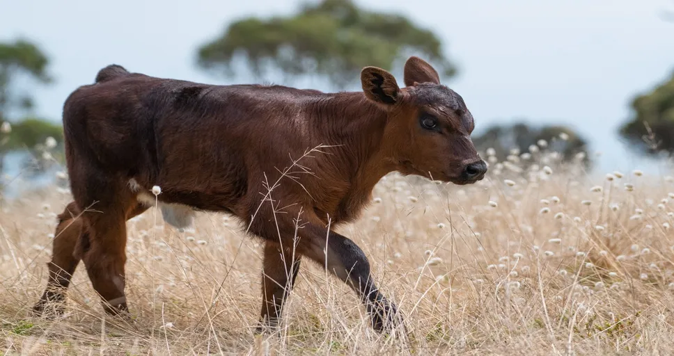 how are french bulldogs made - calf, cow, animal