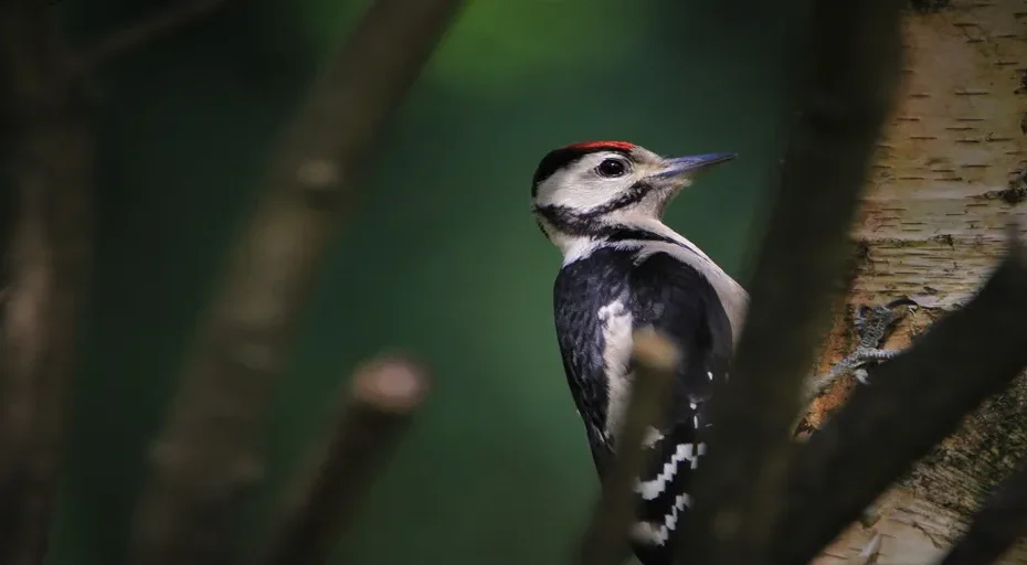 how much should i feed my french bulldog - great spotted woodpecker, woodpecker, cub