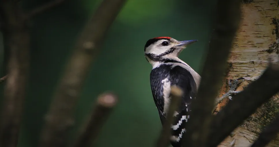 how much should i feed my french bulldog - great spotted woodpecker, woodpecker, cub