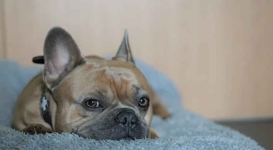 what is the life expectancy of a french bulldog - french bulldog, 4k wallpaper 1920x1080, bokeh effect