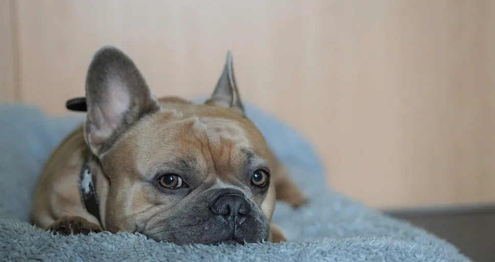 what is the life expectancy of a french bulldog - french bulldog, 4k wallpaper 1920x1080, bokeh effect