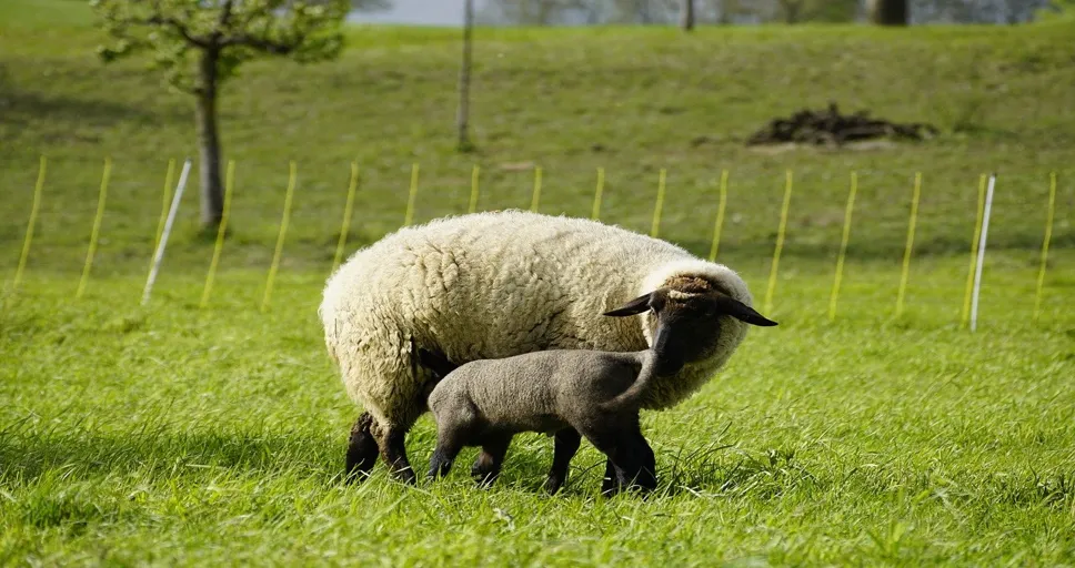 what to feed french bulldog - sheep, mother sheep, lamb