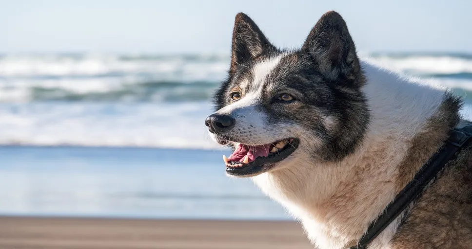 where to get a french bulldog - dog, beach, water