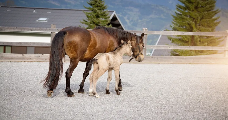 how are french bulldogs made - horses, ponies, mare