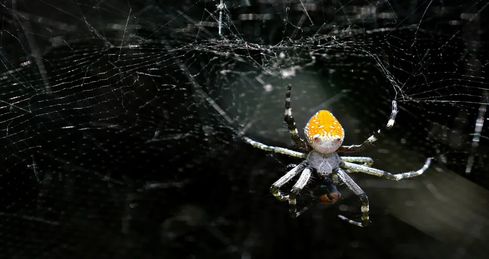 what to feed french bulldog - spider, nature, feeding