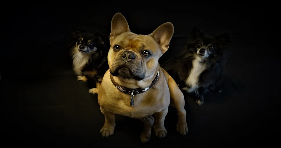 are french bulldogs hard to train - dogs, cool backgrounds, three