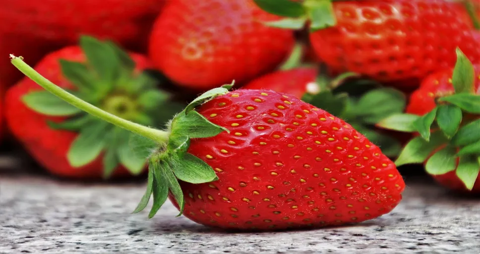 what fruit can french bulldogs eat - strawberries, fruit, season