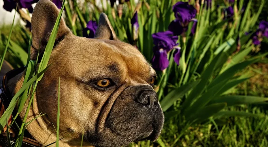 what makes a french bulldog - french bulldog, 4k wallpaper 1920x1080, purple irises