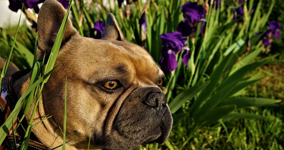 what makes a french bulldog - french bulldog, 4k wallpaper 1920x1080, purple irises