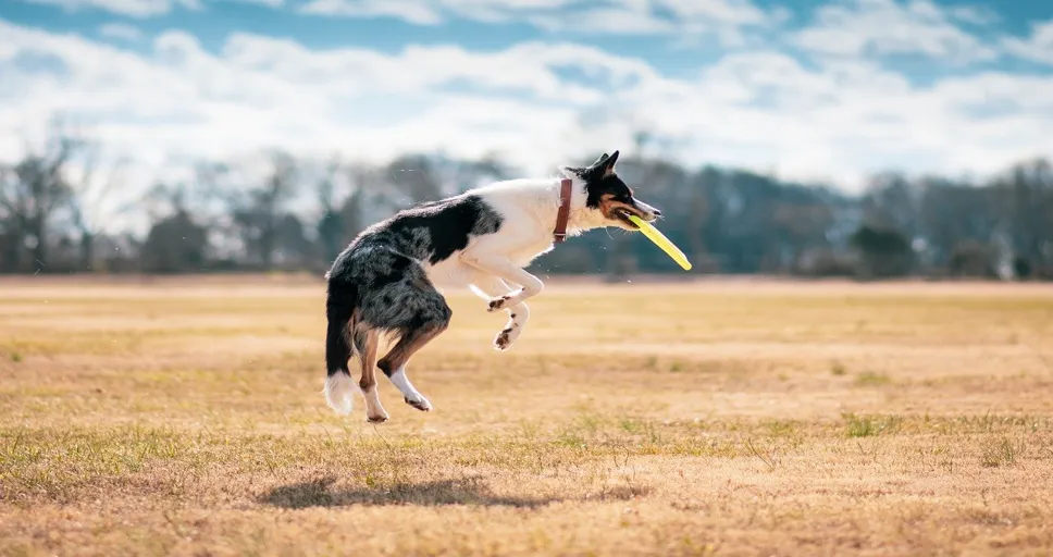 how much are french bulldog - dog, fetch, disc