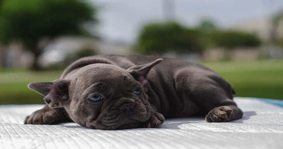 how much is a french bulldog pup - dog, pet, baby