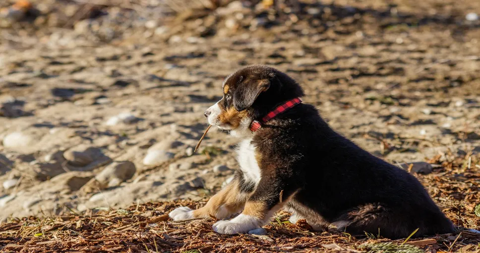 how much is a mini french bulldog - puppy, bernese mountain dog, beach