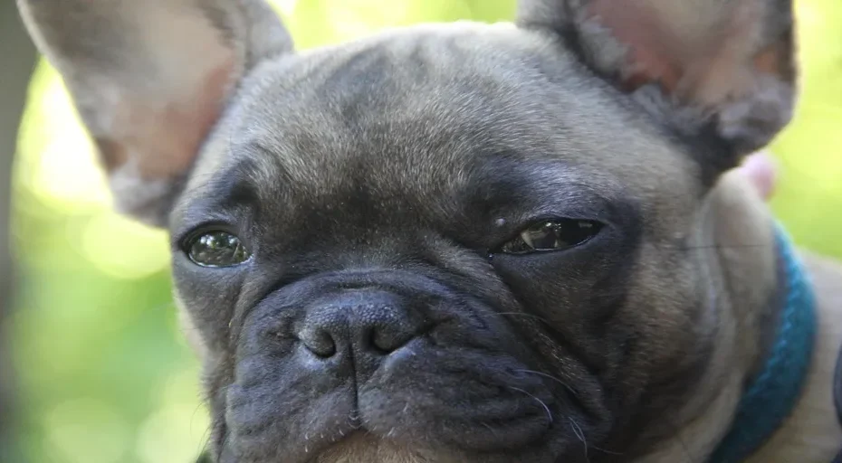 how much is a french bulldog cost - french bulldog, 4k wallpaper, windows wallpaper, mac wallpaper, dog, wallpaper 4k, 4k wallpaper 1920x1080, cool backgrounds, nature, wallpaper hd, hd wallpaper, beautiful wallpaper, outdoors, animal, pet, laptop wallpaper, full hd wallpaper, canine, free wallpaper, free background, background, desktop backgrounds, close up