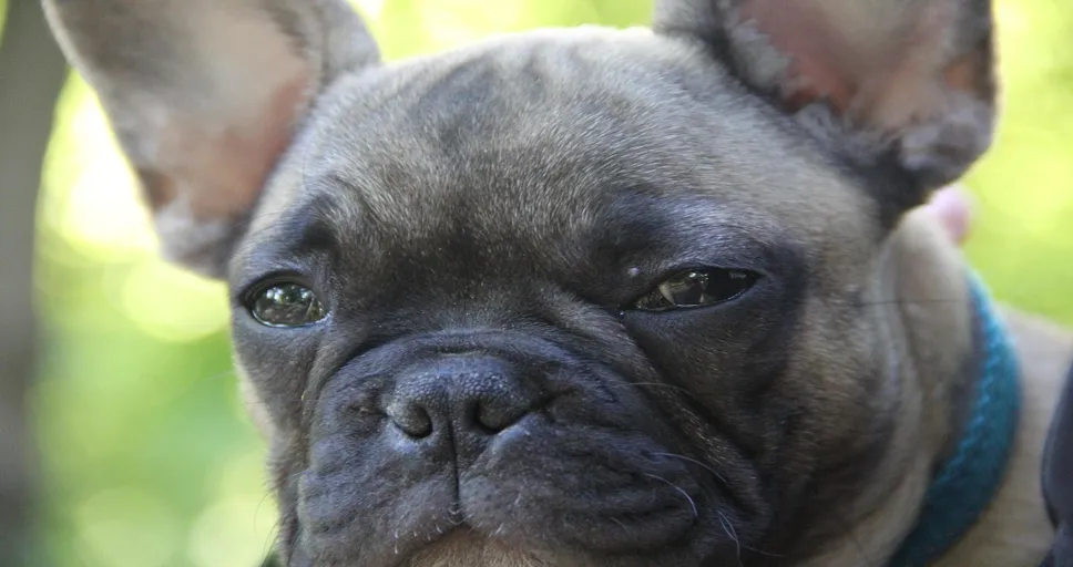 how much is a french bulldog cost - french bulldog, 4k wallpaper, windows wallpaper, mac wallpaper, dog, wallpaper 4k, 4k wallpaper 1920x1080, cool backgrounds, nature, wallpaper hd, hd wallpaper, beautiful wallpaper, outdoors, animal, pet, laptop wallpaper, full hd wallpaper, canine, free wallpaper, free background, background, desktop backgrounds, close up