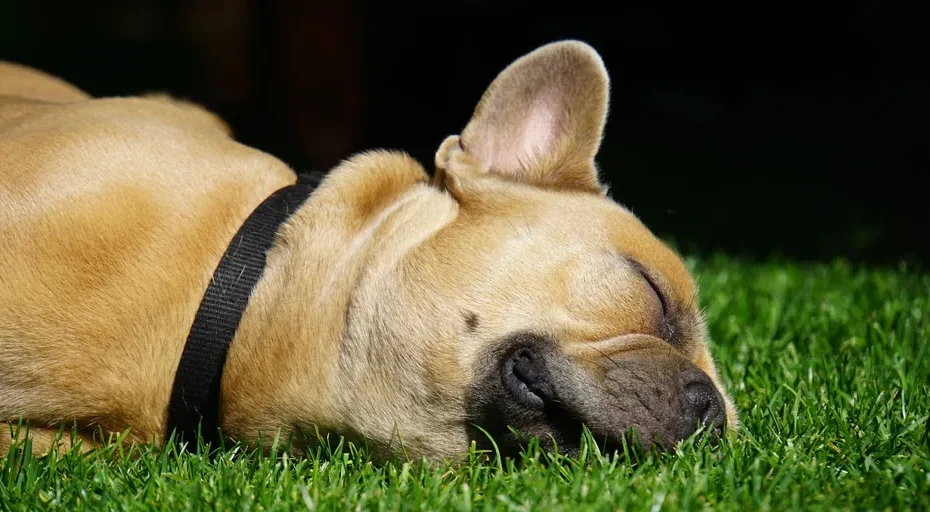 how much are mini french bulldogs - french bulldog, dog, pet, canine, animal, sleeping, lying, fur, snout, mammal, dog portrait, animal world, french bulldog, dog, dog, nature, dog, dog, dog, sleeping