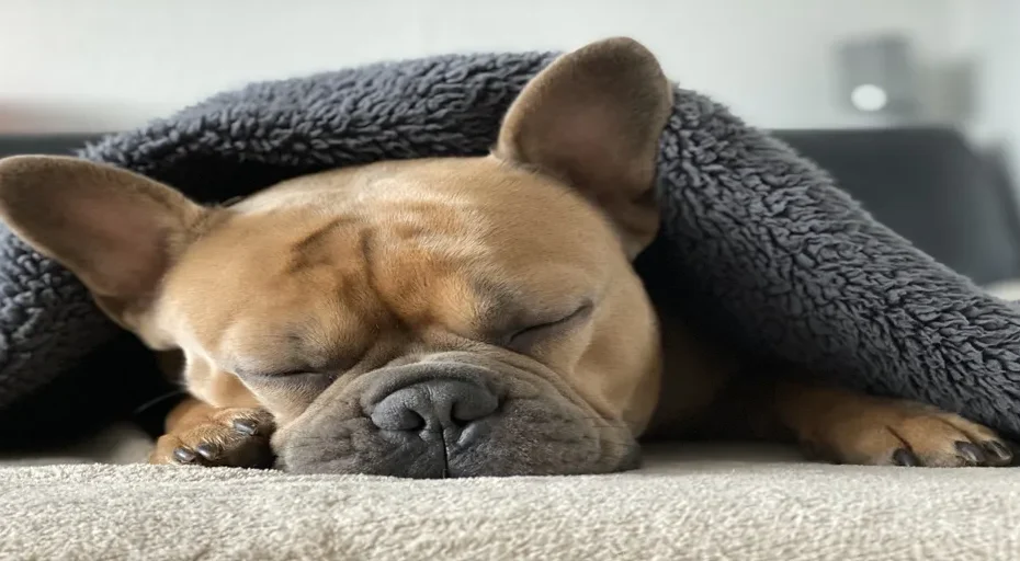 how much food should a french bulldog eat - french bulldog, 4k wallpaper, dog, sleep, animal, snout, wildlife, weary, nature, cozy, cute, animal portrait, free background, blanket, covered, winter, free wallpaper, cold season, wallpaper 4k, wallpaper hd, background, full hd wallpaper, break, desktop backgrounds, relax, windows wallpaper, mac wallpaper, cuddle up, comfortable, hd wallpaper, warm, warm up, beautiful wallpaper, cuddle, french bulldog, dog, dog, pet, dog, dog, laptop wallpaper, 4k wallpaper 1920x1080, dog, sleep, sleep, sleep, cool backgrounds, sleep