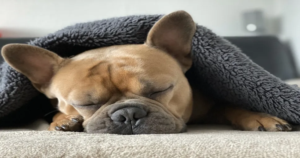 how much food should a french bulldog eat - french bulldog, 4k wallpaper, dog, sleep, animal, snout, wildlife, weary, nature, cozy, cute, animal portrait, free background, blanket, covered, winter, free wallpaper, cold season, wallpaper 4k, wallpaper hd, background, full hd wallpaper, break, desktop backgrounds, relax, windows wallpaper, mac wallpaper, cuddle up, comfortable, hd wallpaper, warm, warm up, beautiful wallpaper, cuddle, french bulldog, dog, dog, pet, dog, dog, laptop wallpaper, 4k wallpaper 1920x1080, dog, sleep, sleep, sleep, cool backgrounds, sleep