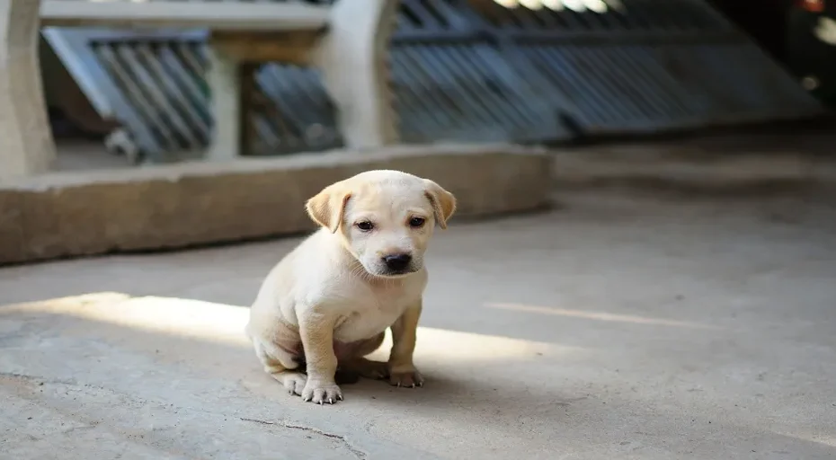 how to potty train a french bulldog puppy - dog, puppy, cute, animal, young animal, doggy, canine, mammal, domestic, domestic dog, portrait, dog portrait, pet, dog, dog, puppy, puppy, puppy, puppy, nature, puppy