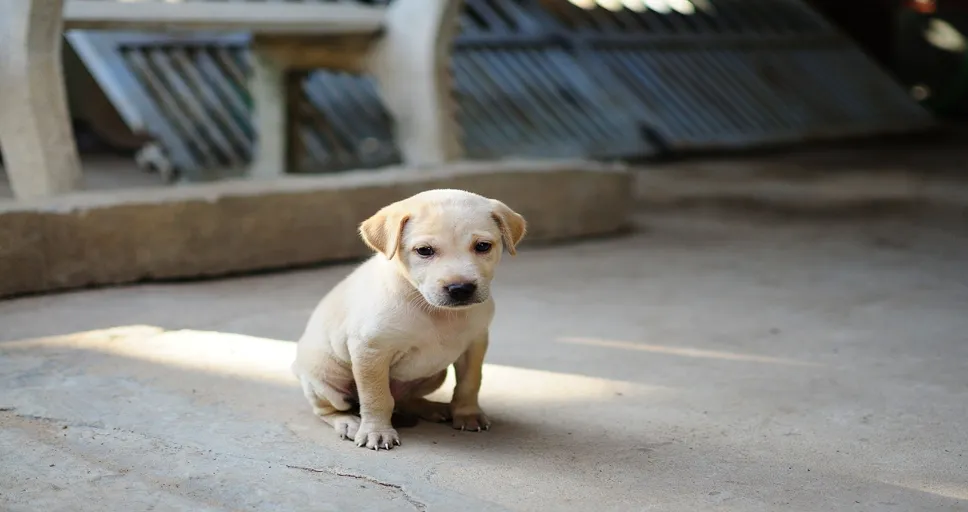 how to potty train a french bulldog puppy - dog, puppy, cute, animal, young animal, doggy, canine, mammal, domestic, domestic dog, portrait, dog portrait, pet, dog, dog, puppy, puppy, puppy, puppy, nature, puppy