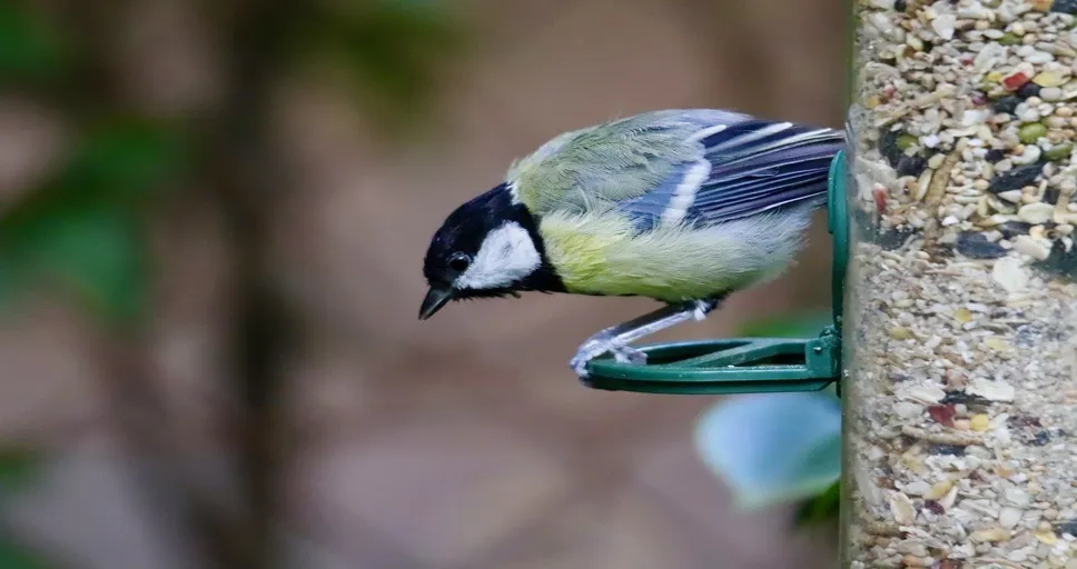 how much food should a french bulldog eat - great tit, songbird, food column, feeding place, feeding, nature, plumage, bird