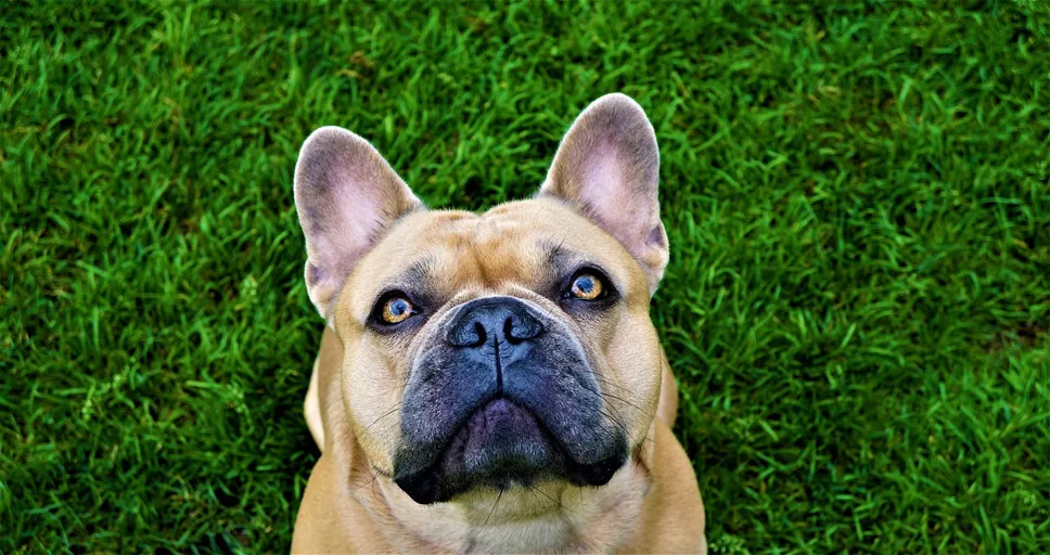 how to train a stubborn french bulldog - background, french bulldog, free wallpaper, laptop wallpaper, grass, green, beige, dog, eyes, amber colored, face, view, expressive, love, wallpaper 4k, animal, loyal friend, full hd wallpaper, snout, expectant, cute, desktop backgrounds, animal portrait, portrait, nose, ears, wallpaper hd, windows wallpaper, mac wallpaper, nature, lifestyle, cool backgrounds, lawn, 4k wallpaper, garden, french bulldog, free background, french bulldog, french bulldog, beautiful wallpaper, french bulldog, hd wallpaper, pet, 4k wallpaper 1920x1080, french bulldog