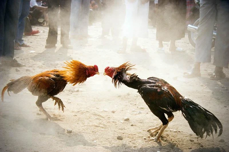 Cockfighting 88 has a legal operating license