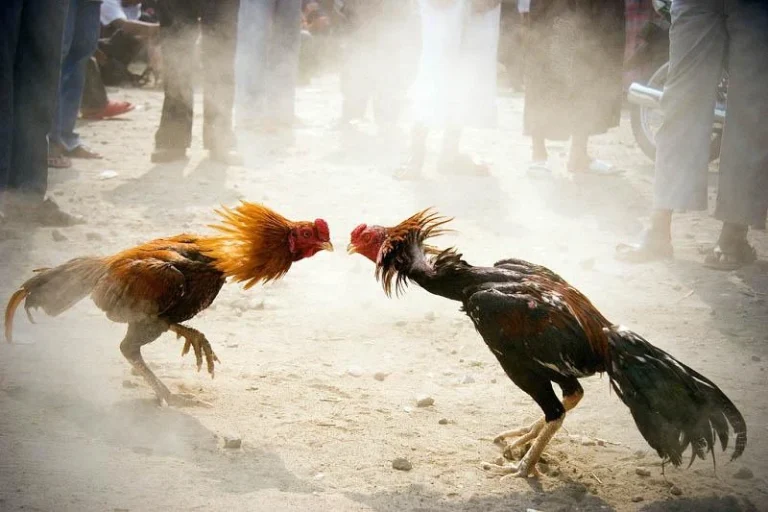 Cockfighting 88